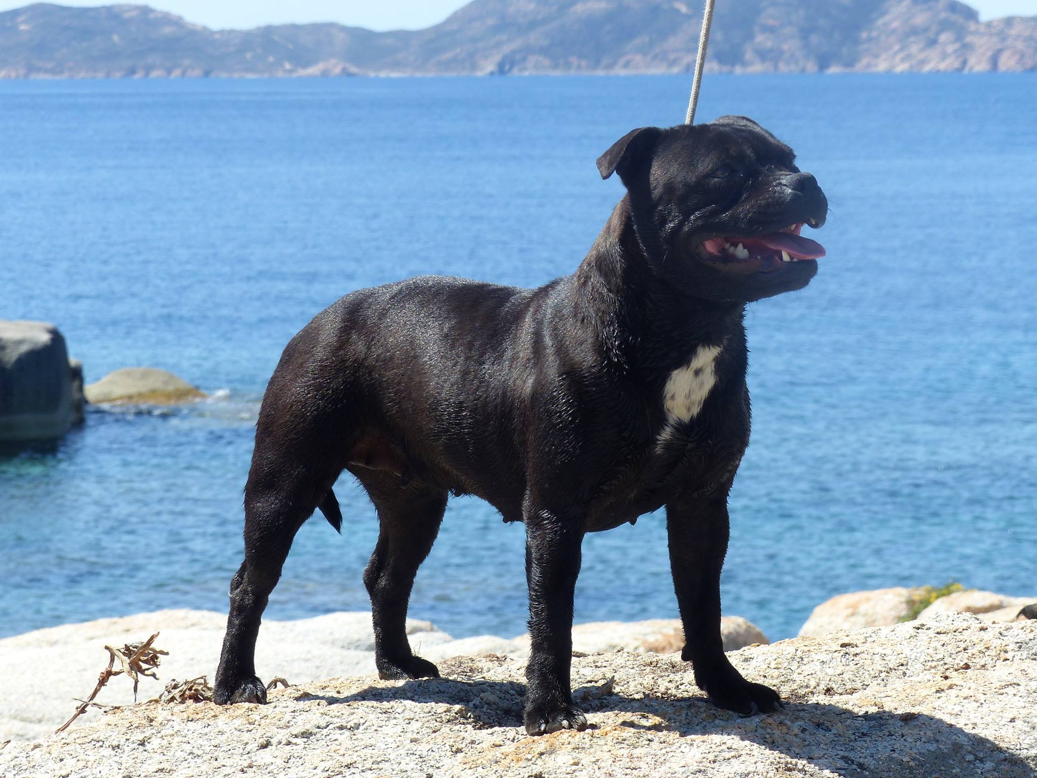 Miss black mamba De L'empreinte Américaine