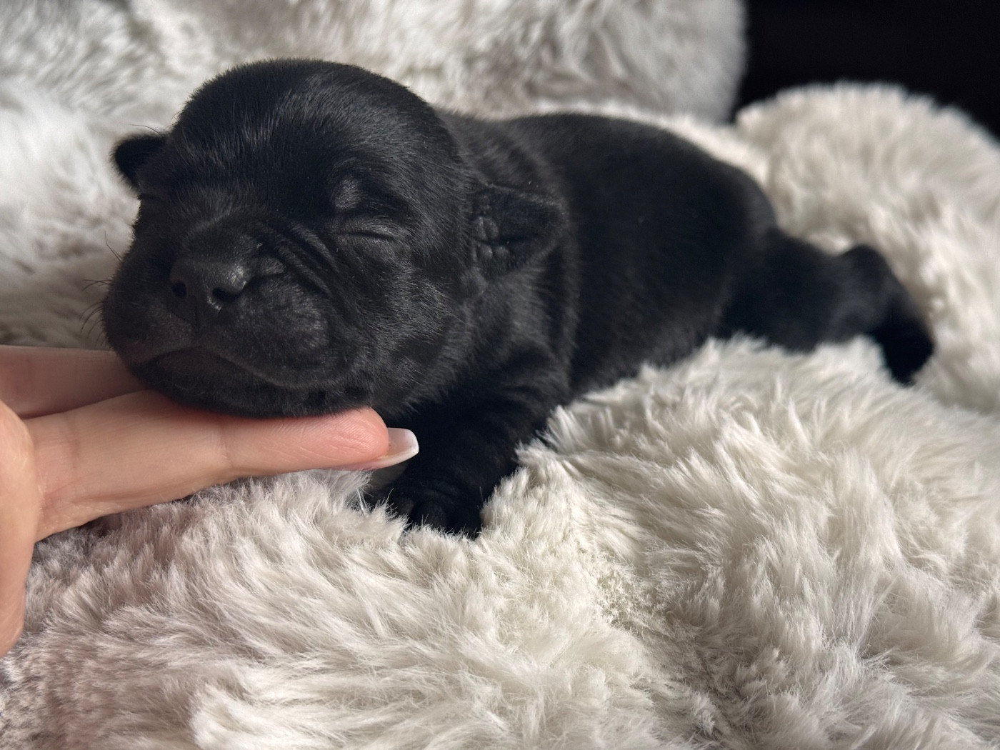 Inka Chaku - Chiots disponibles - Staffordshire Bull Terrier