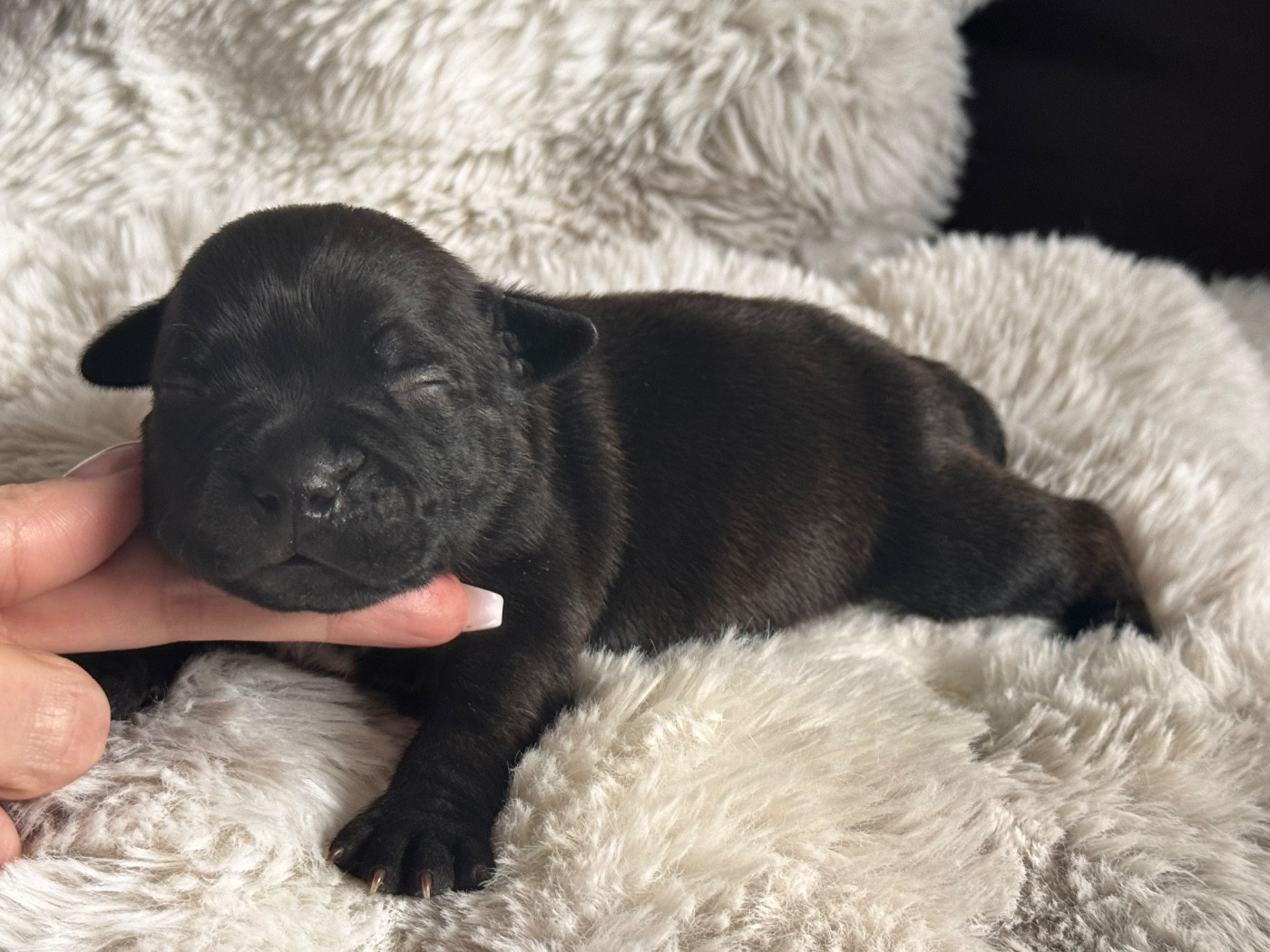 Inka Chaku - Chiots disponibles - Staffordshire Bull Terrier