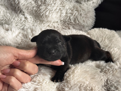 Chiot noir bringé
